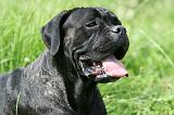 CANE CORSO 1016